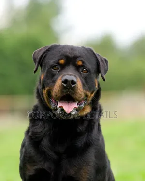 1+ year Male Purebred Rottweiler