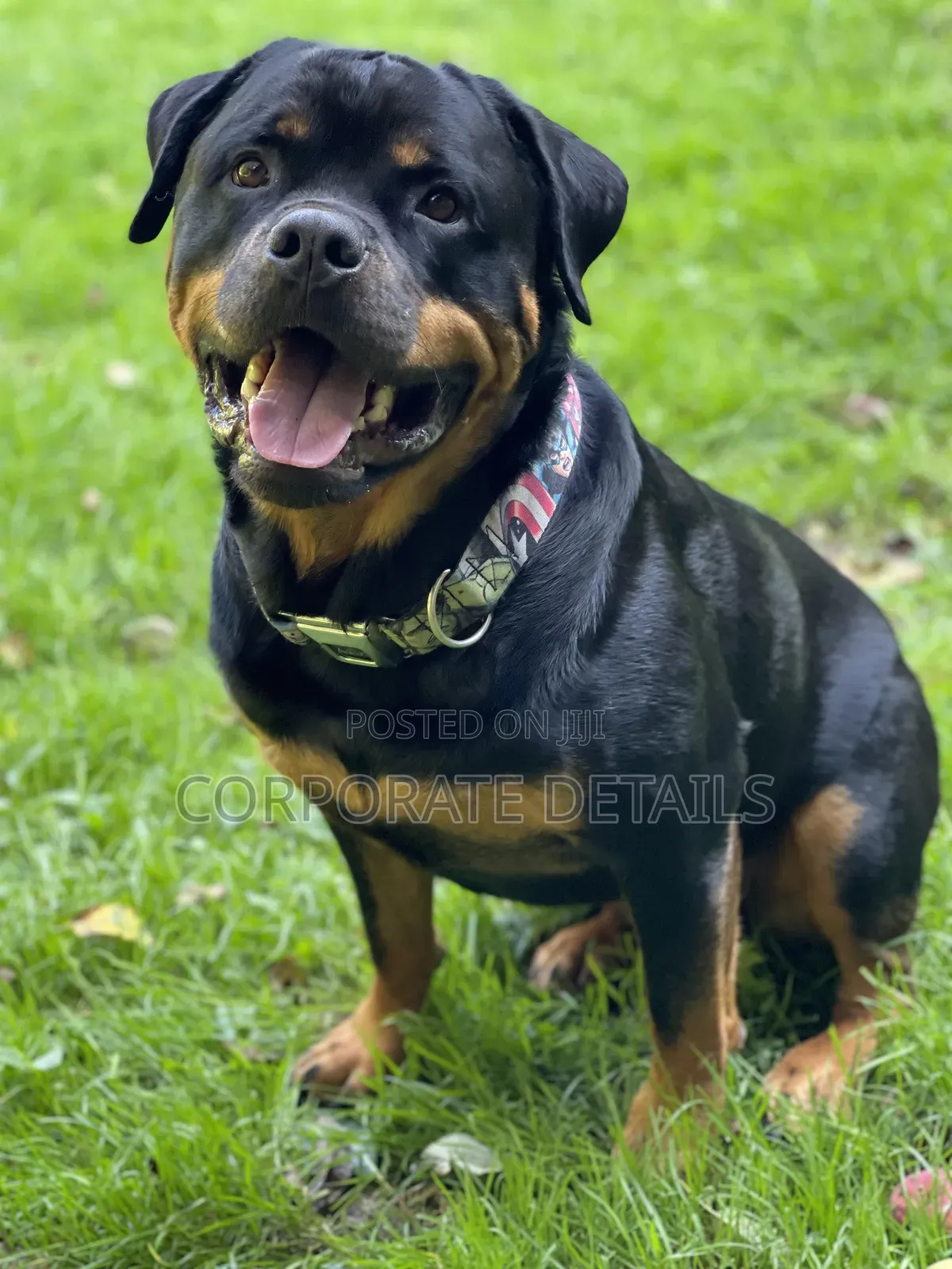 1+ year Male Purebred Rottweiler
