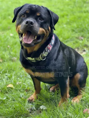 1+ year Male Purebred Rottweiler