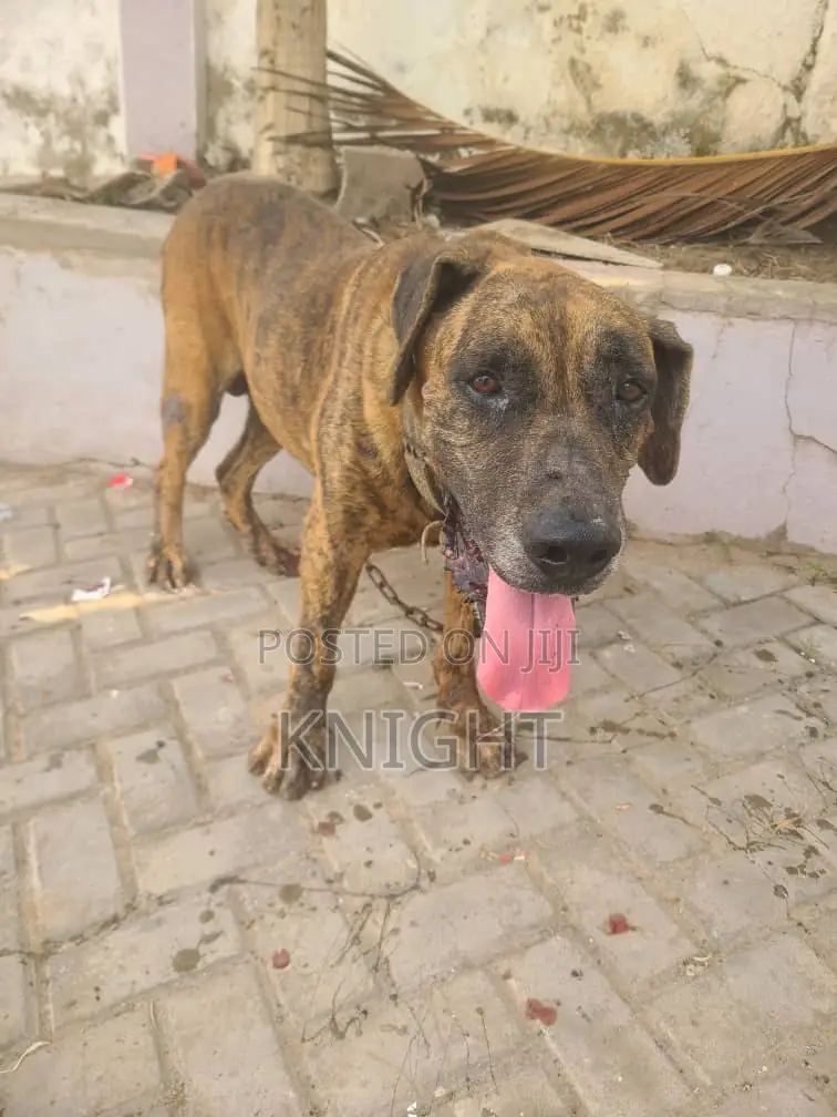 1+ year Female Purebred Boerboel
