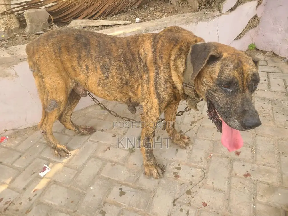 1+ year Female Purebred Boerboel