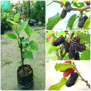 Exotic Mulberry Plant Seedling