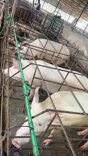 Live Pigs for Sale 50 Kg - 120 Kg (30ghs/Kg)