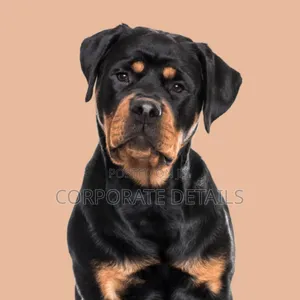 1+ year Male Purebred Rottweiler