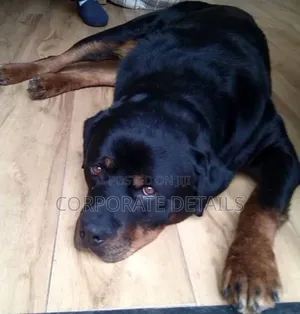 1+ year Male Purebred Rottweiler