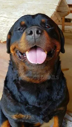 1+ year Male Purebred Rottweiler