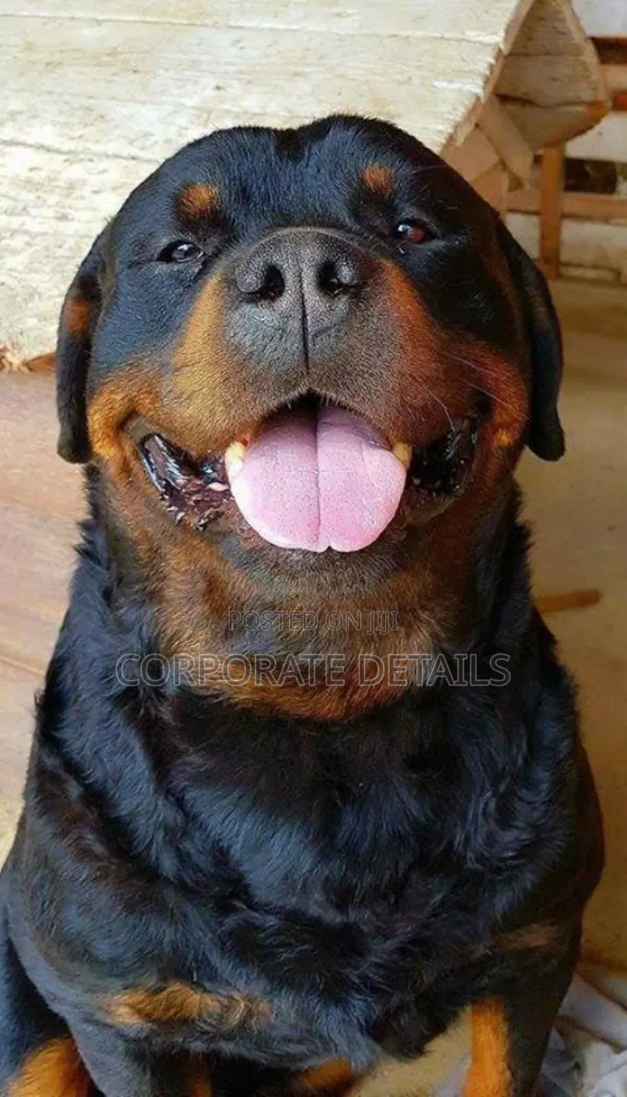 1+ year Male Purebred Rottweiler