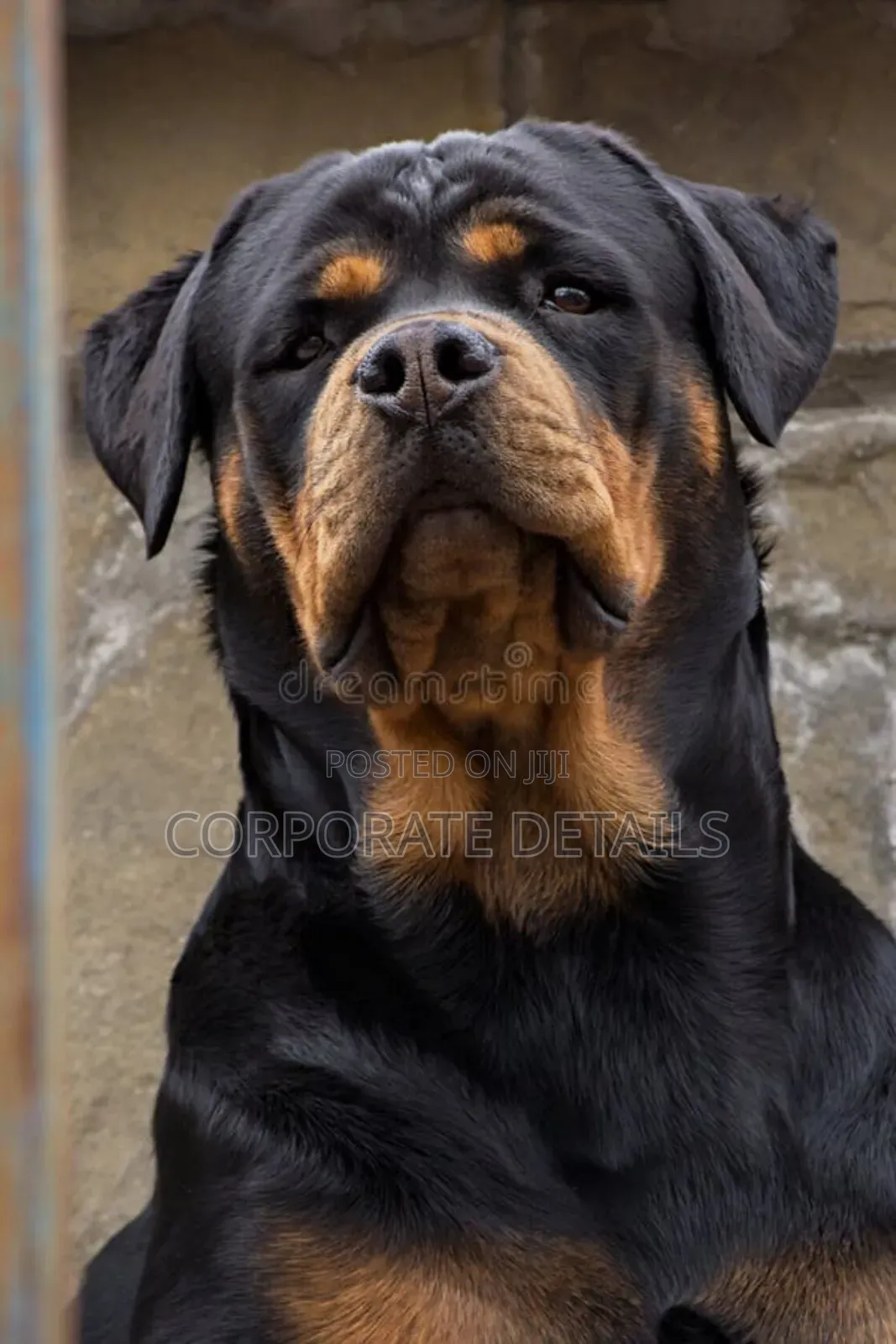 1+ year Male Purebred Rottweiler