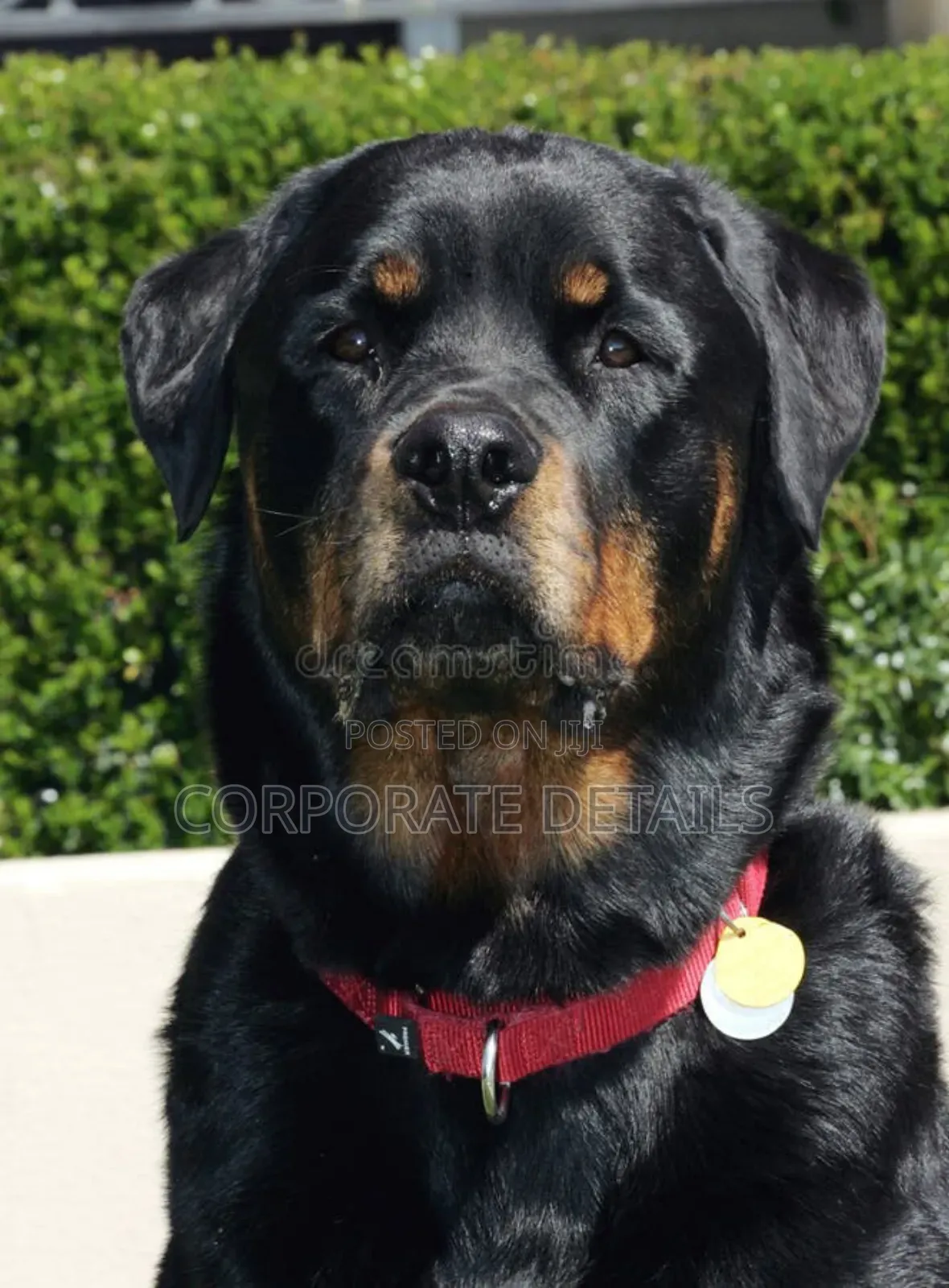 1+ year Male Purebred Rottweiler