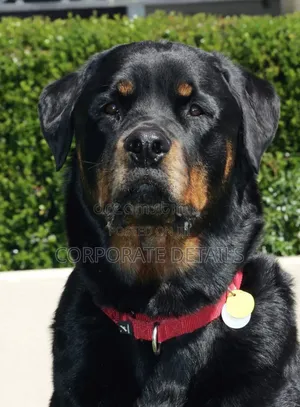 1+ year Male Purebred Rottweiler