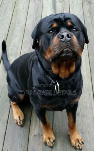 1+ year Male Purebred Rottweiler