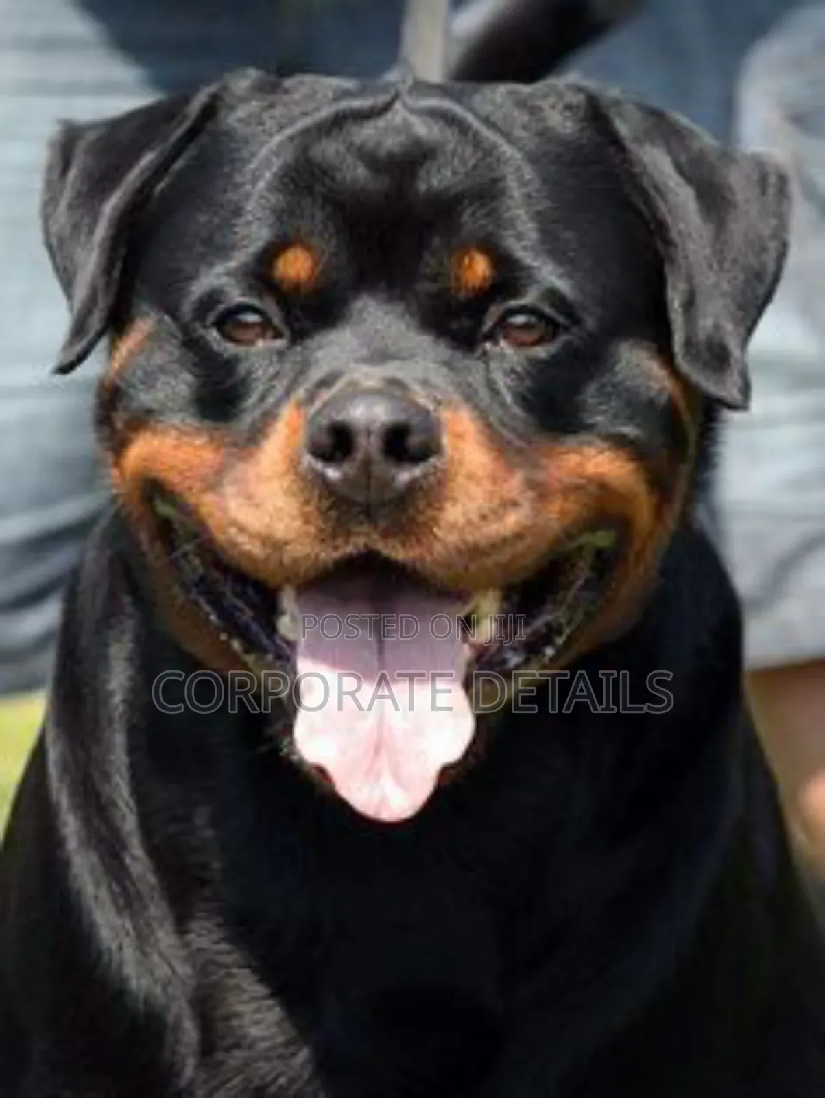 1+ year Male Purebred Rottweiler
