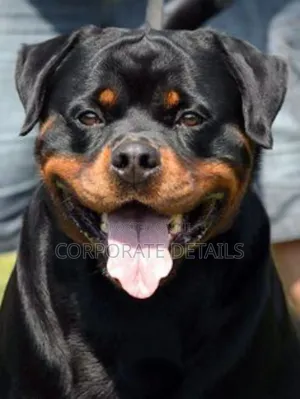 1+ year Male Purebred Rottweiler