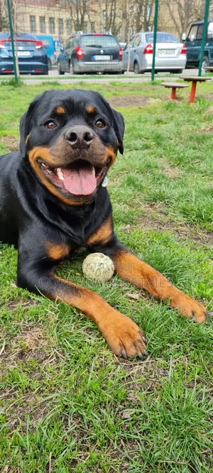 1+ year Male Purebred Rottweiler