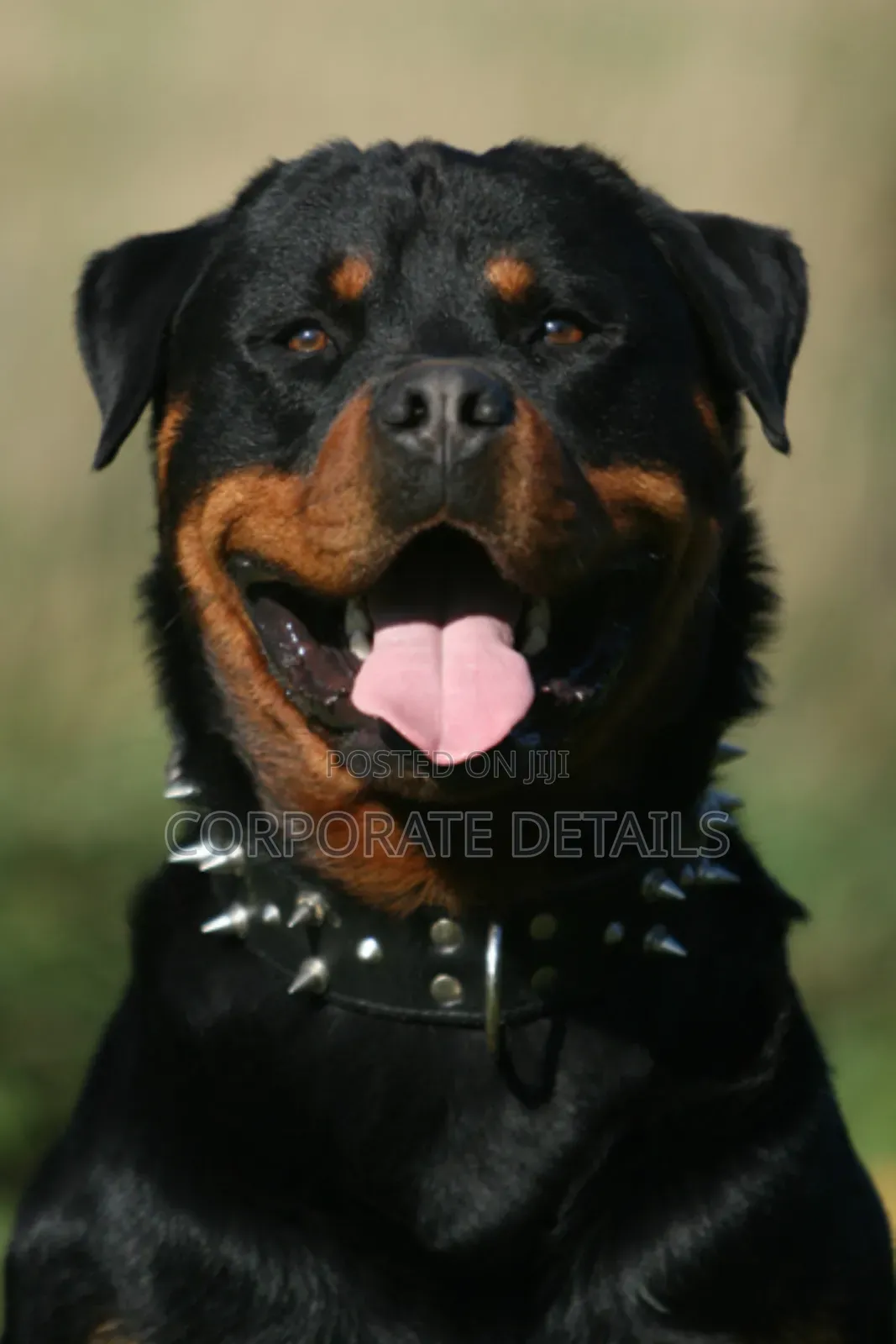 1+ year Male Purebred Rottweiler