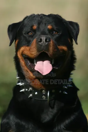 1+ year Male Purebred Rottweiler