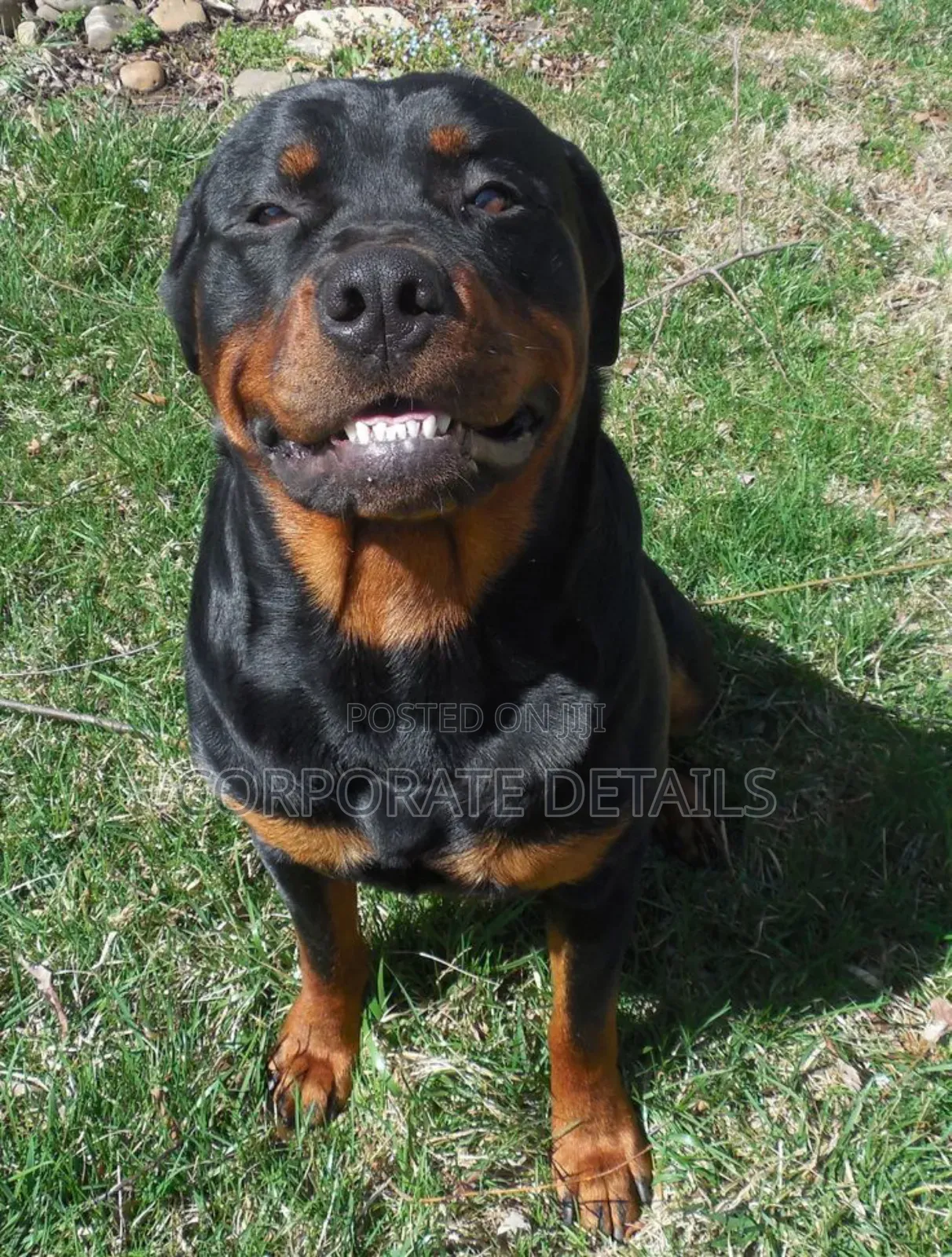 1+ year Male Purebred Rottweiler