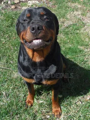 1+ year Male Purebred Rottweiler