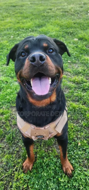 1+ year Male Purebred Rottweiler