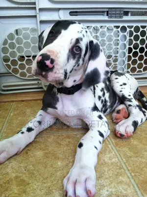1-3 months Male Purebred Great Dane