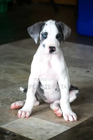 1-3 months Male Purebred Great Dane