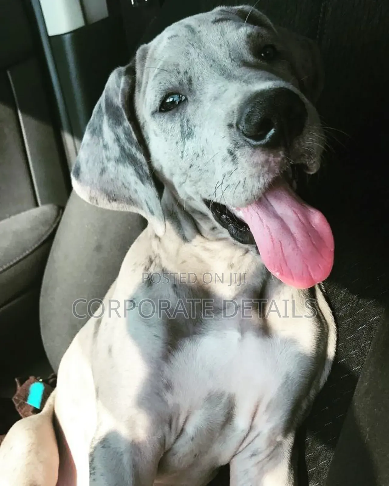 1-3 months Male Purebred Great Dane