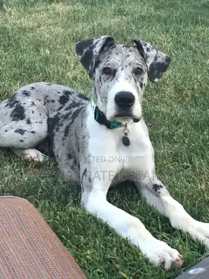 1-3 months Male Purebred Great Dane