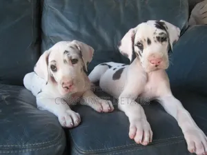 1-3 months Male Purebred Great Dane
