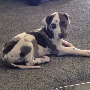 1-3 months Male Purebred Great Dane