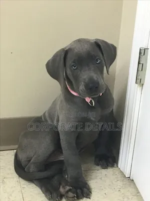 1-3 months Male Purebred Great Dane