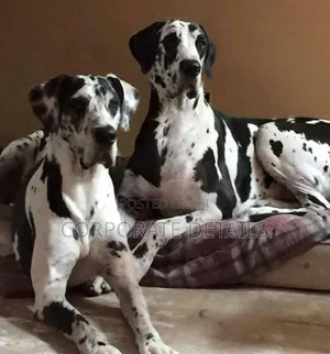 1-3 months Male Purebred Great Dane
