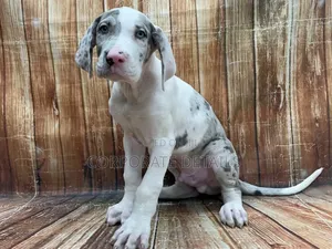 1-3 months Male Purebred Great Dane