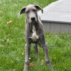 1-3 months Male Purebred Great Dane