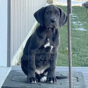 1-3 months Male Purebred Great Dane