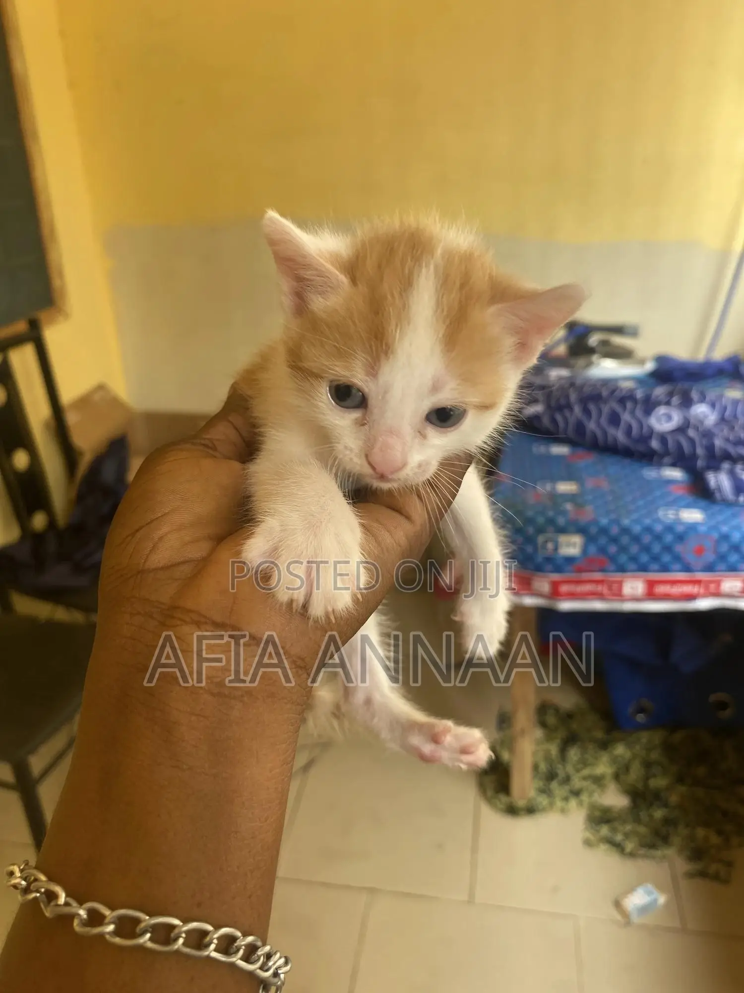 1-3 months Female Purebred local breed