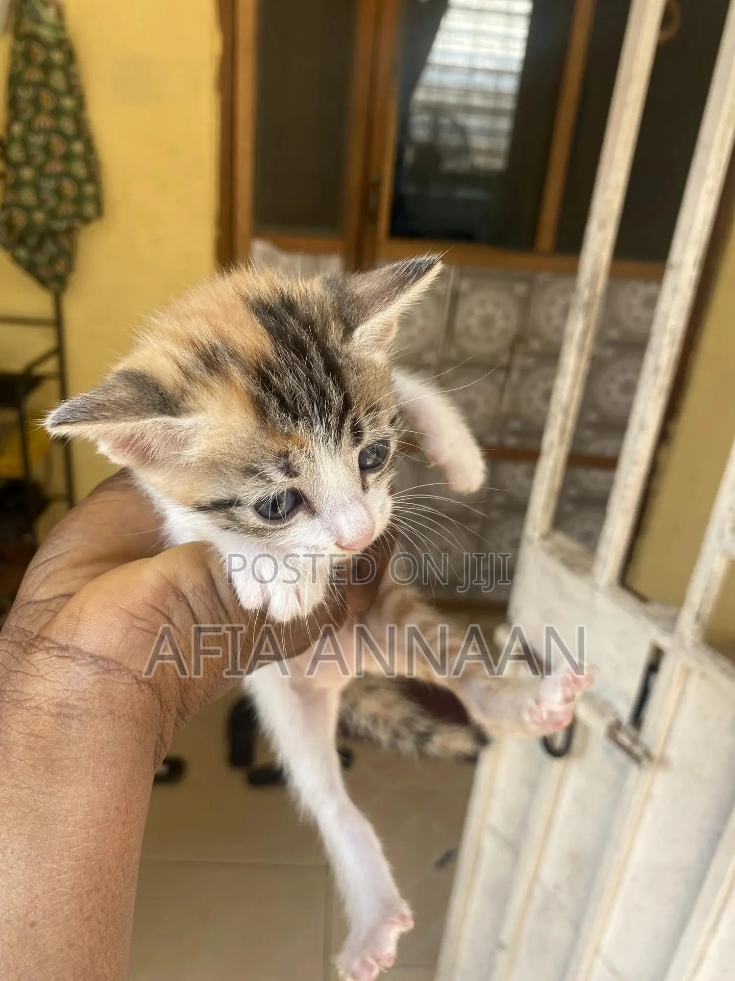 1-3 months Female Purebred local breed