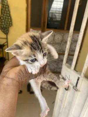 1-3 months Female Purebred local breed