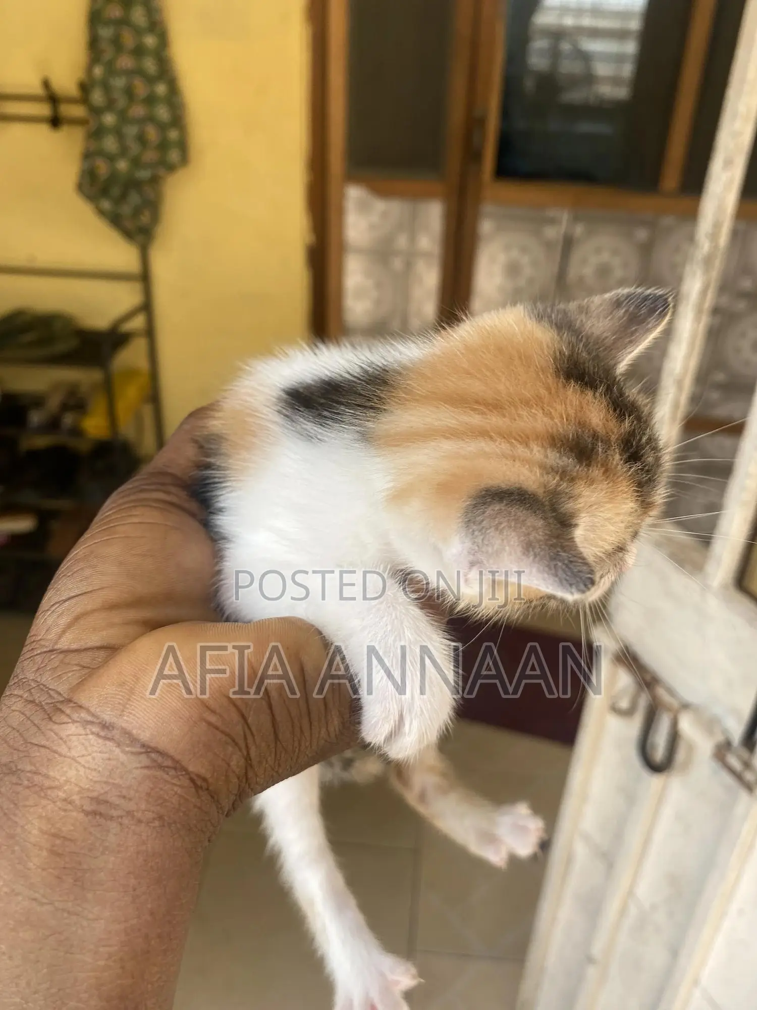 1-3 months Female Purebred local breed