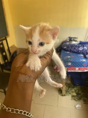 1-3 months Female Purebred local breed