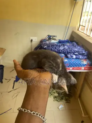 1-3 months Female Purebred local breed