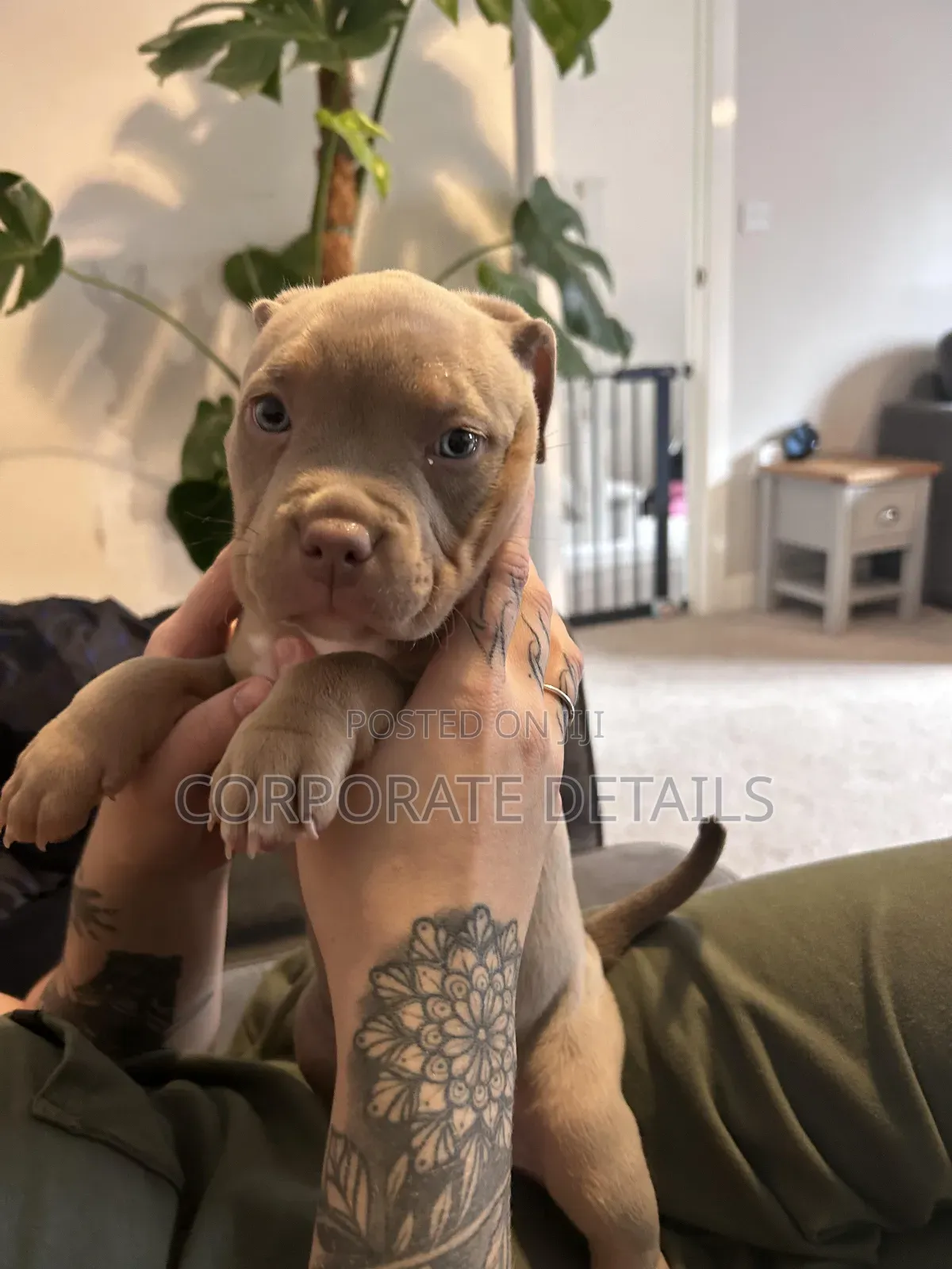 1-3 months Male Purebred American Pit Bull Terrier