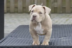 1-3 months Male Purebred American Pit Bull Terrier