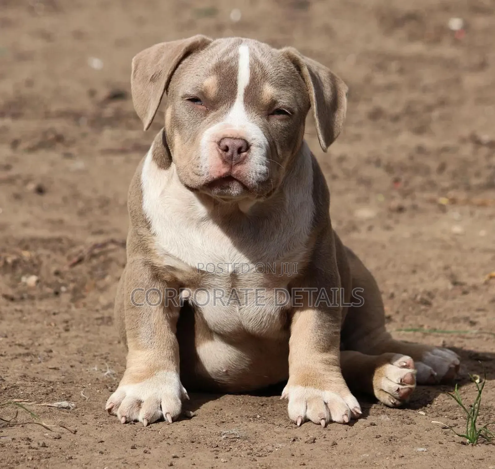 1-3 months Male Purebred American Pit Bull Terrier