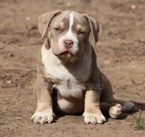 1-3 months Male Purebred American Pit Bull Terrier