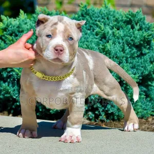 1-3 months Male Purebred American Pit Bull Terrier