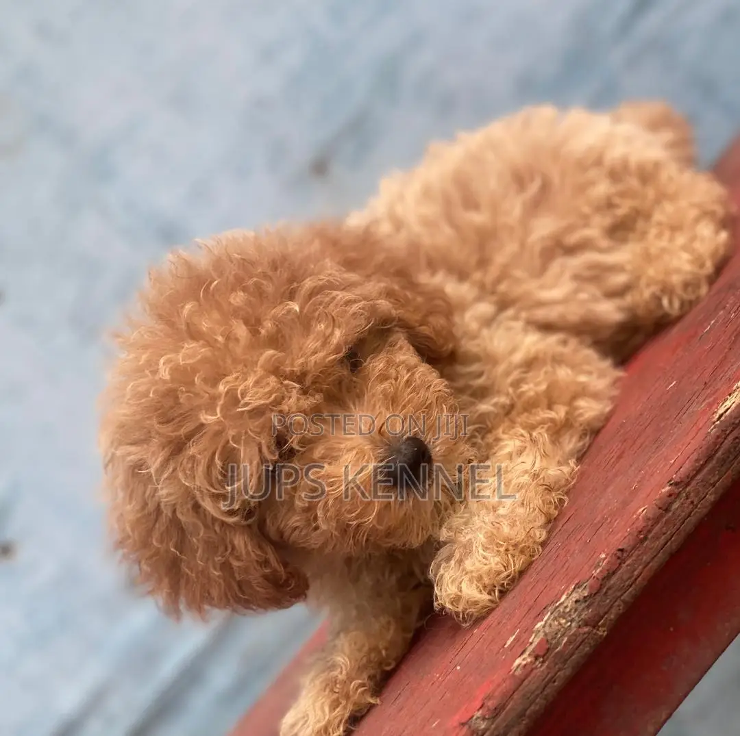 1-3 months Female Purebred Poodle
