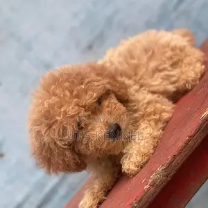 1-3 months Female Purebred Poodle
