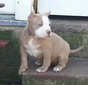 1-3 months Male Purebred American Pit Bull Terrier