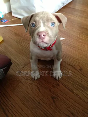1-3 months Male Purebred American Pit Bull Terrier