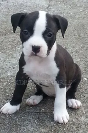 1-3 months Male Purebred American Pit Bull Terrier